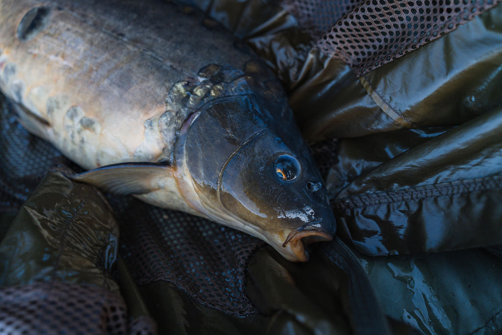 The Iconic Wraysbury 1 - Hut Island 72hr ClubCarp Event