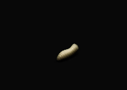 Pop Up Scented Imitation Magots White (Glow in the dark)